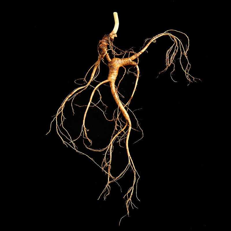 长白山高年份林下参泡酒送人直播定制一物一拍