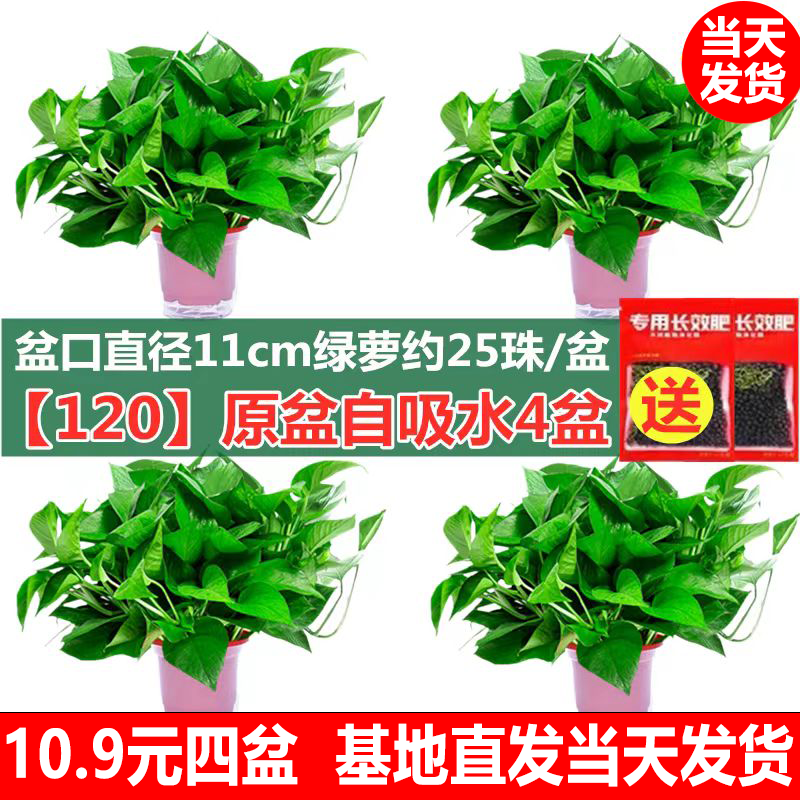 【抢购中】绿萝盆栽室内好养吸除甲醛净化空气水培植物绿植花卉箩