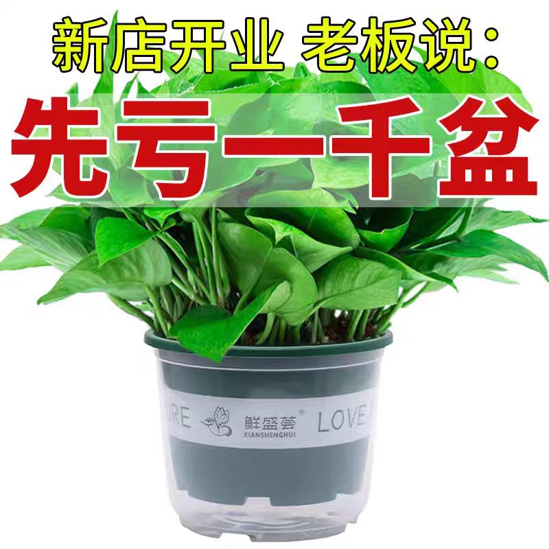 【年底亏本卖】绿萝盆栽室内好养吸除甲醛净化空气植物绿植花卉大盆