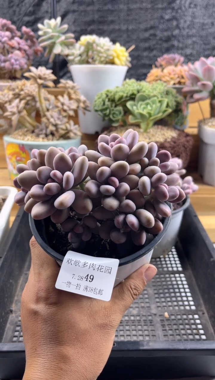 【闪购商品】7.28-49桃蛋