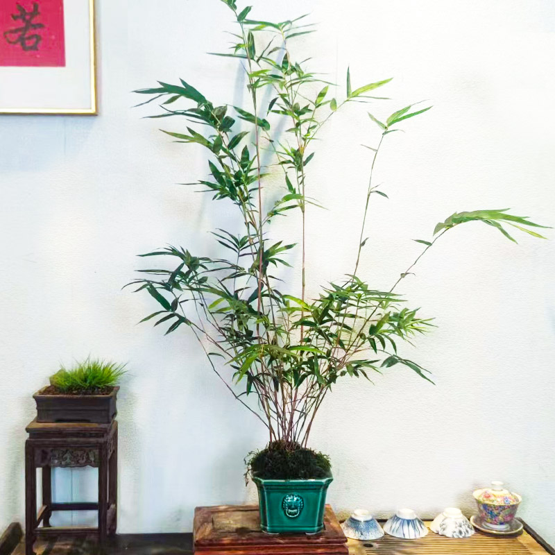 红观音竹茶桌办公桌系列四季常青花卉绿植绿植盆栽室内盆栽植物