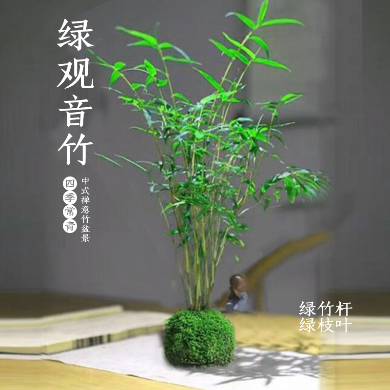 绿观音竹苔藓球叫凤尾竹挺拔精壮翠绿高挑挺拔绿竹杆花卉绿植盆栽