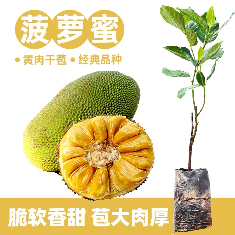 MODX优质泰国8号12号1号菠萝苗正宗嫁接栽种带土白肉发货种植成活