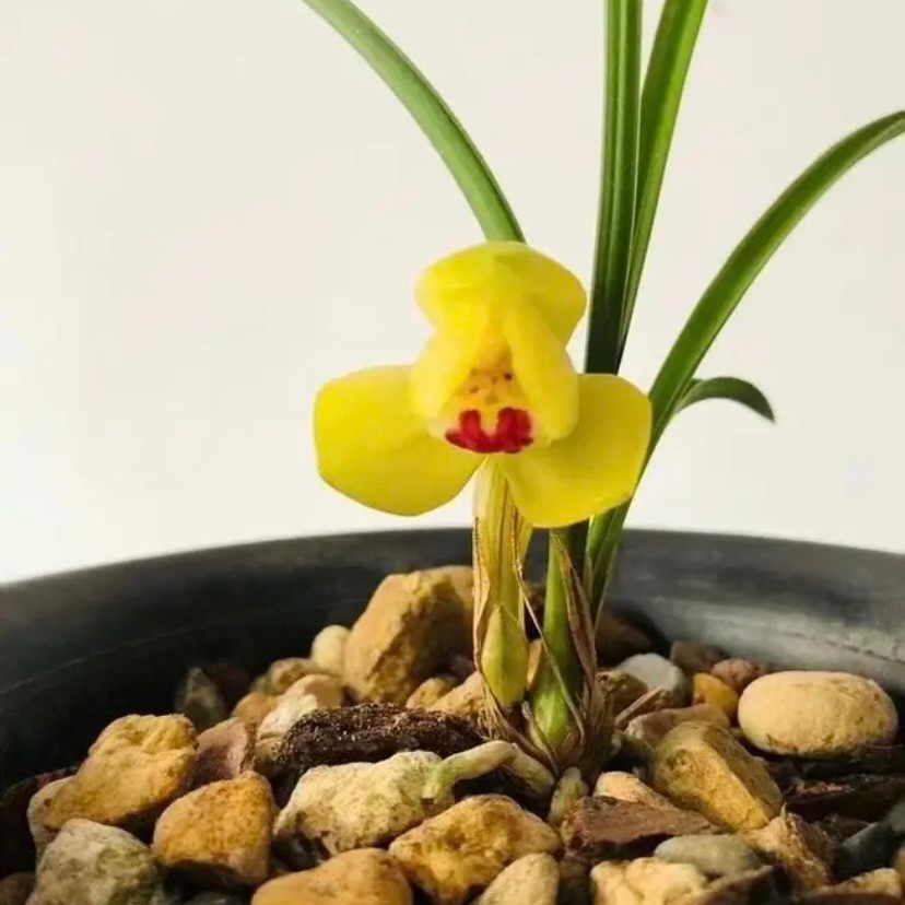 春兰漏风漏雨自然苗小黄荷香味怡人好养易活