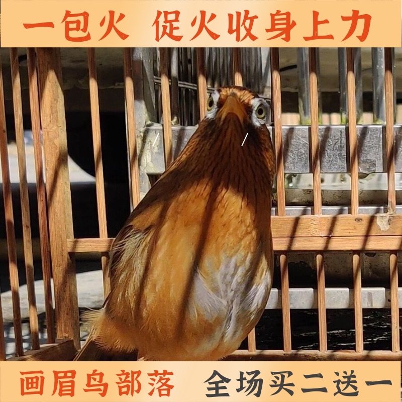 斗鸟世家画眉鸟食壮膘促火料精品斗鸟料营养料唱鸟料打彩饲料包邮