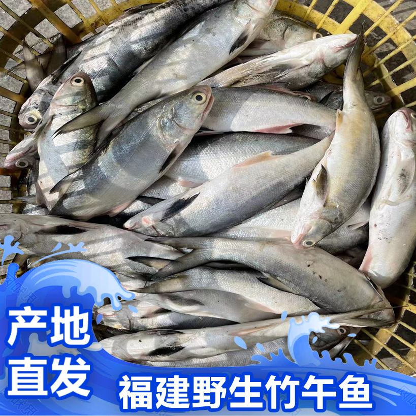 福建啊三海鲜【野生午鱼/马友鱼】新鲜寄顺丰