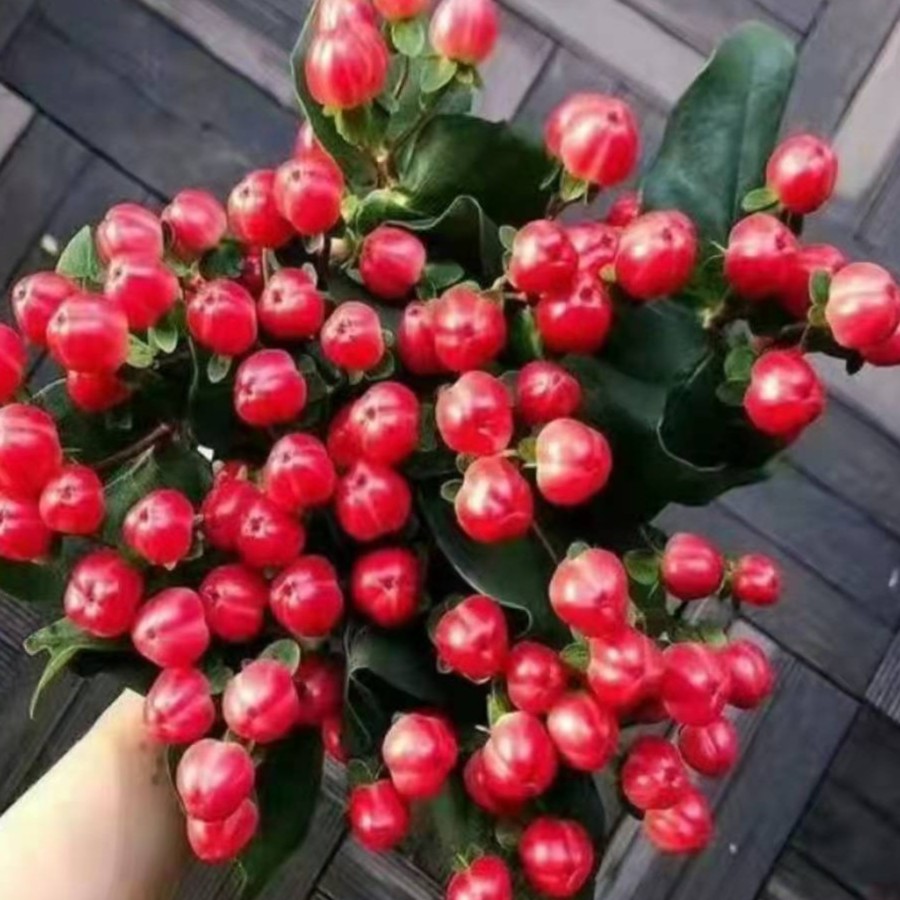 【鲜花红豆】收到先醒花 20%不售后0度以下必须拍保温棉冻坏不售后 