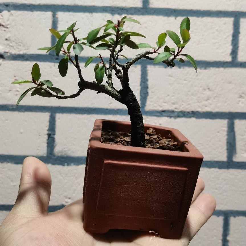 小叶红芽山桩火棘