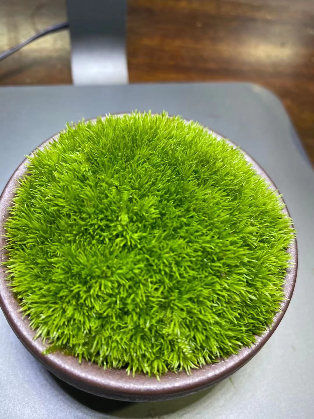 苔藓成品（直播拍品专用）（随机发货定制产品不支持退换，慎拍