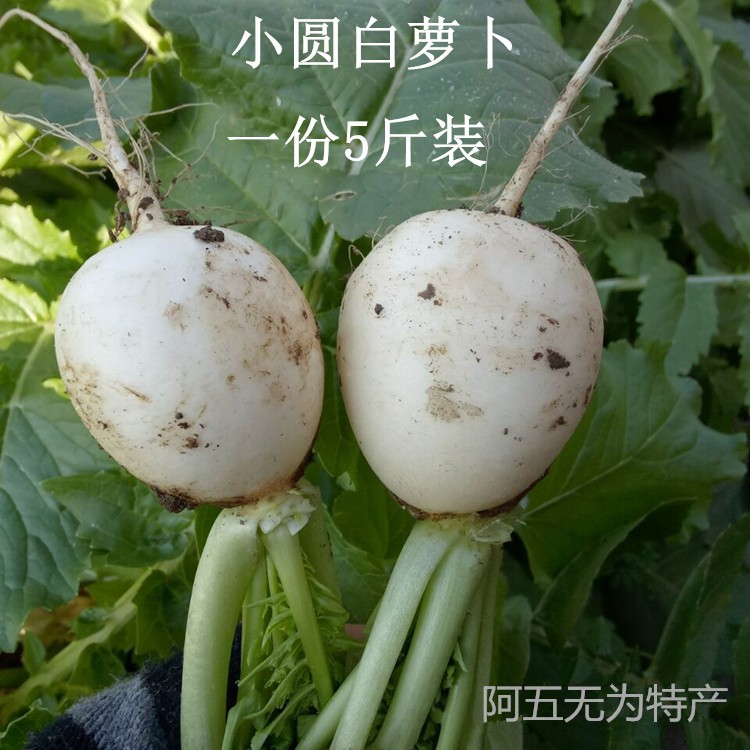 安徽无为特产新鲜蔬菜白萝卜小圆白萝卜可腌制萝卜干1份3斤装包邮