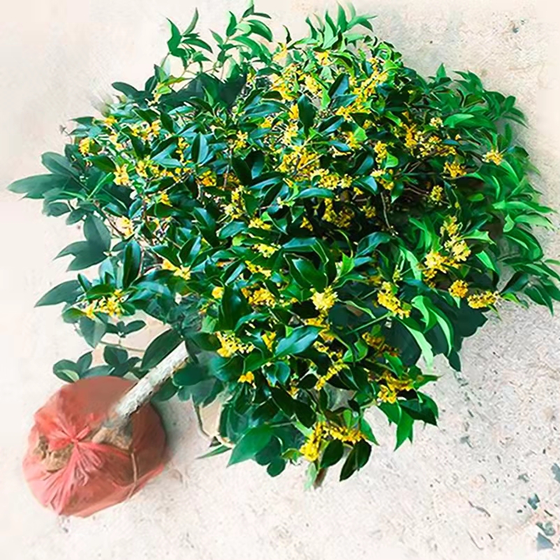 桂花树四季桂金桂庭院阳台四季常青园林绿化