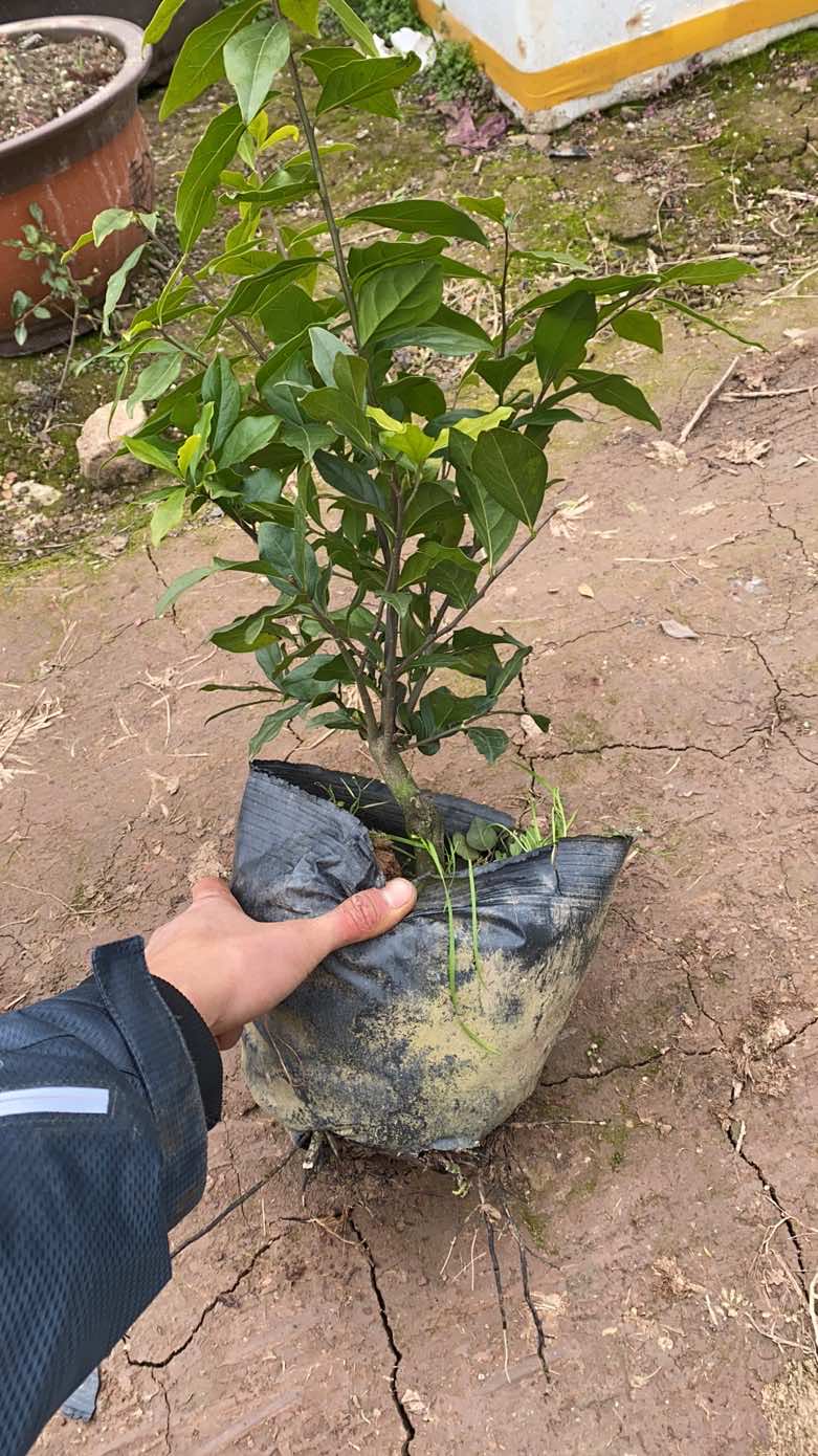 金弹子盆景直播间拍品付款处