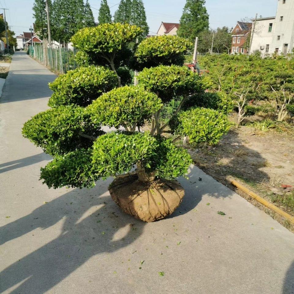 瓜子黄杨地景桩链接