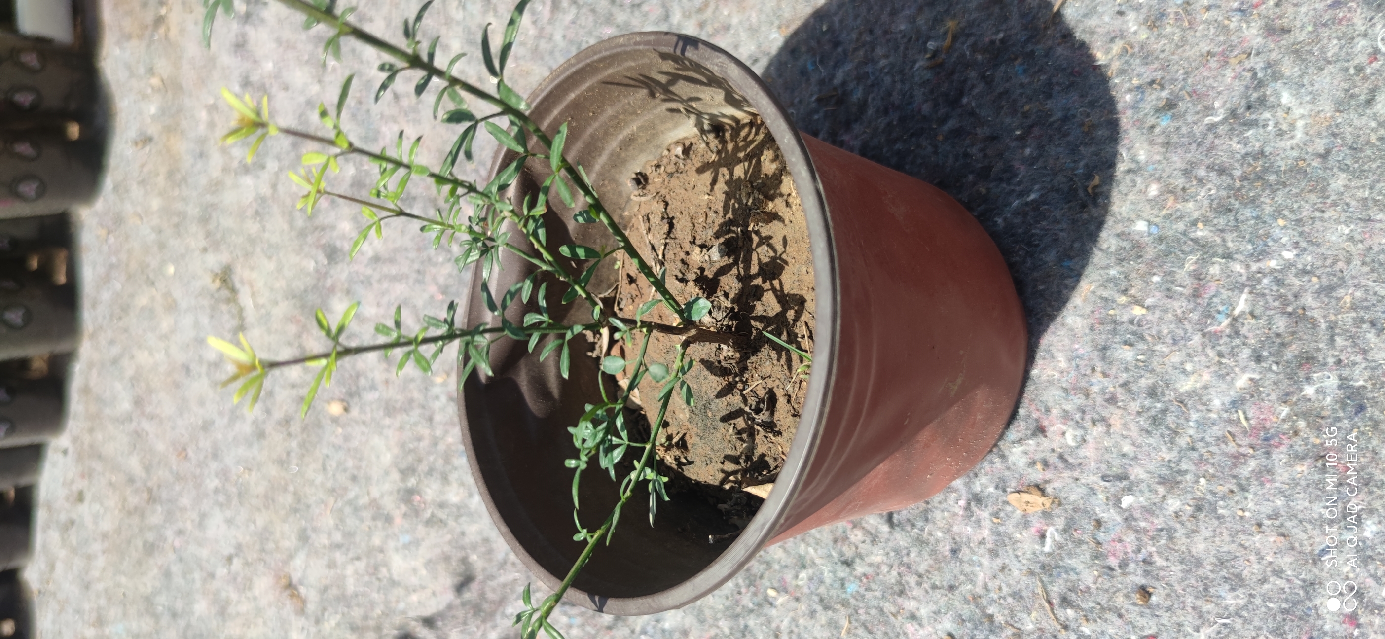 可做附石的迎春花素材(一物-拍)