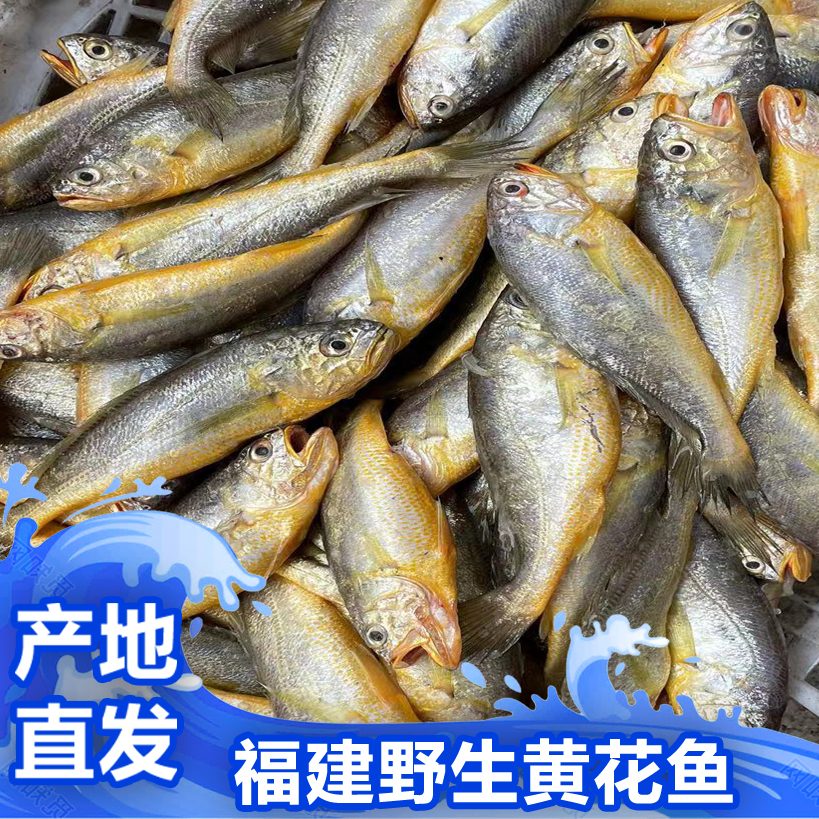 福建啊三海鲜【野生黄花鱼】新鲜寄顺丰