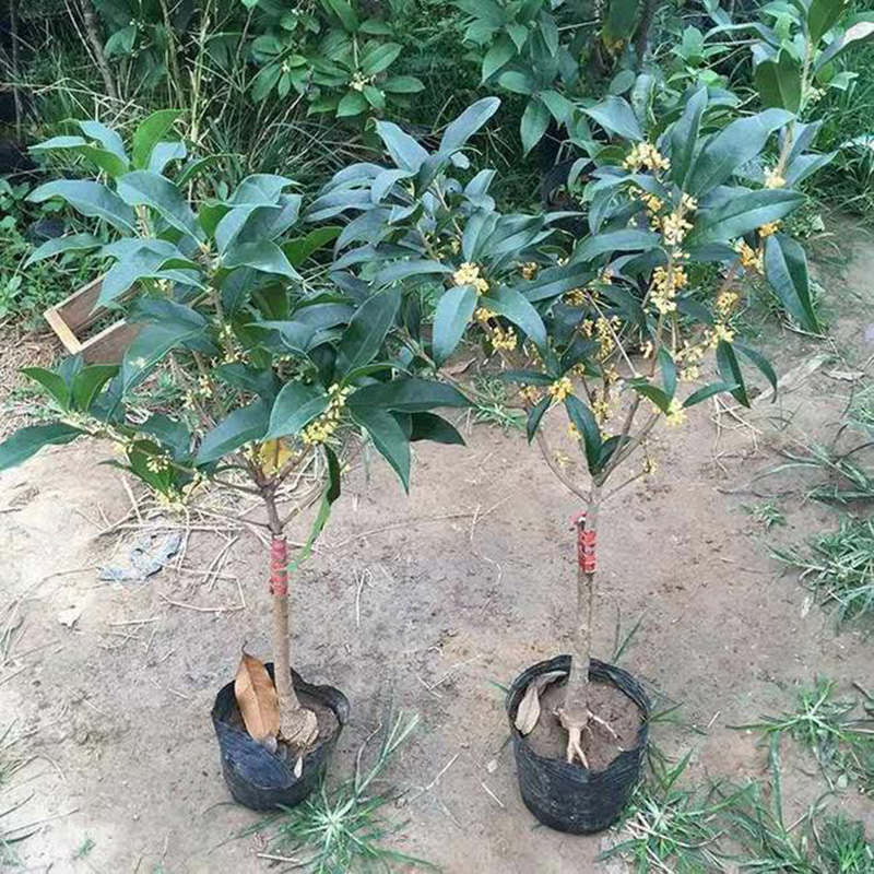 桂花树苗盆栽室内四季开花植物浓香型嫁接金桂丹桂沉香桂四季种植