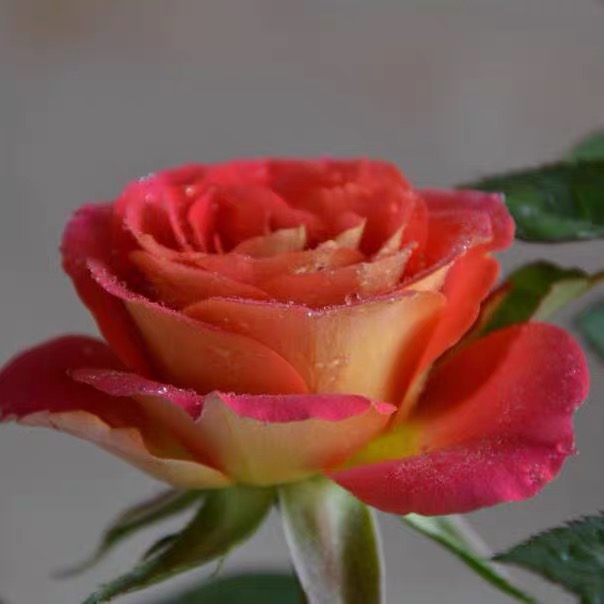 二乔（双鱼座玫瑰阳台月季）