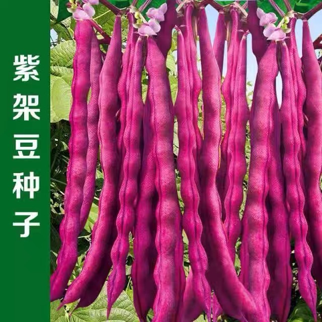 红玉甩卖疯狂促销紫架豆种子四季种植