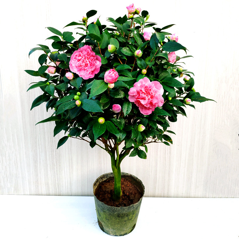 香妃山茶花盆栽浓香型粗壮好养室内绿植阳台庭院大棵当年开花精选