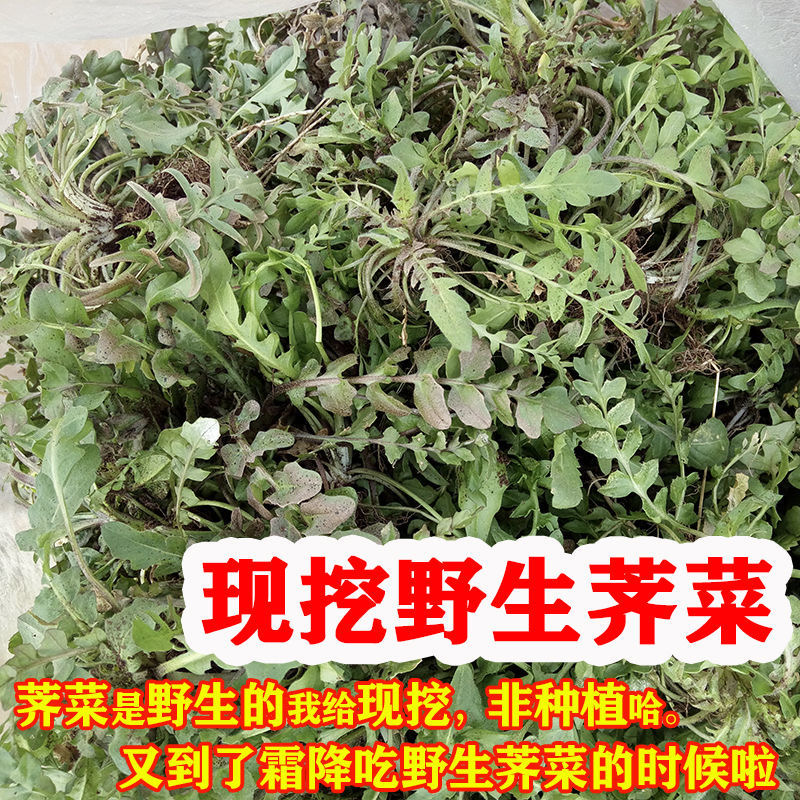 山东陕西秦岭现挖野生荠菜荠荠菜蔬菜2斤包邮农家地菜野菜包饺子