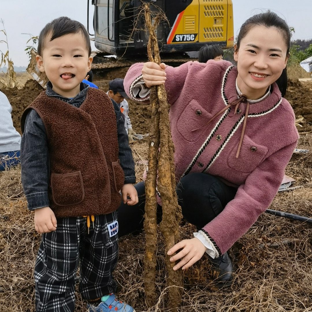 河南特产 焦作温县正宗铁棍山药 垆土山药  5斤7斤  47-50cm