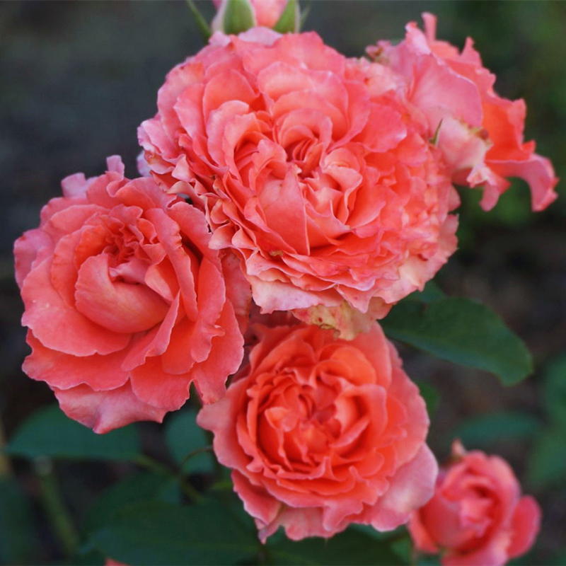 月季～欧月珊瑚直播果冻月季花苗大花多季开花阳台庭院盆栽花卉