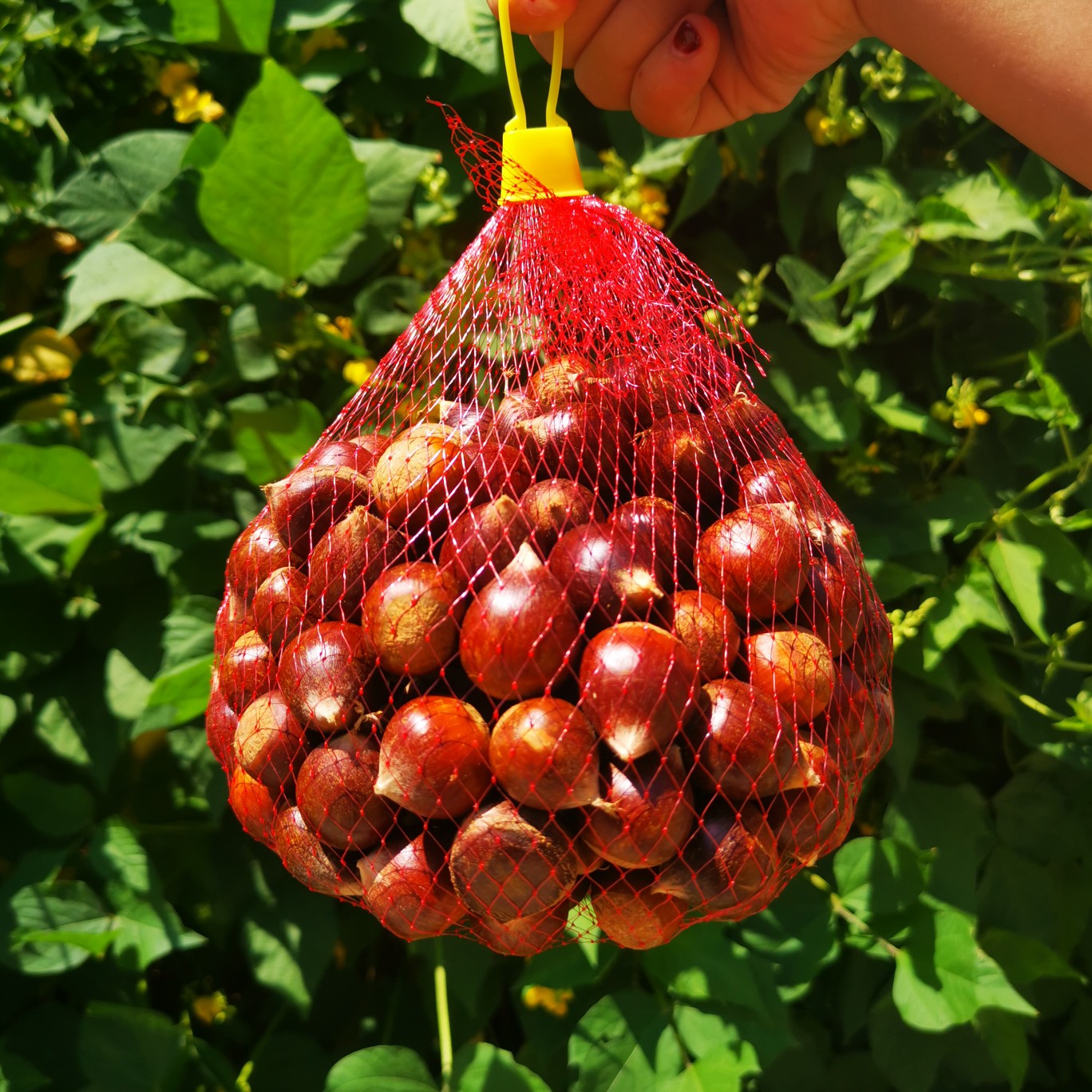 【顺丰】福建建瓯锥栗 高山新鲜板栗粉糯香甜栗子 1斤/3斤/5斤