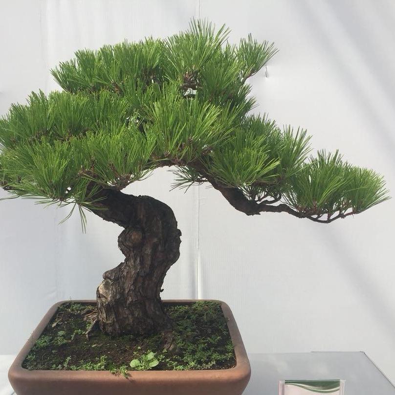   花卉绿植盆景园艺