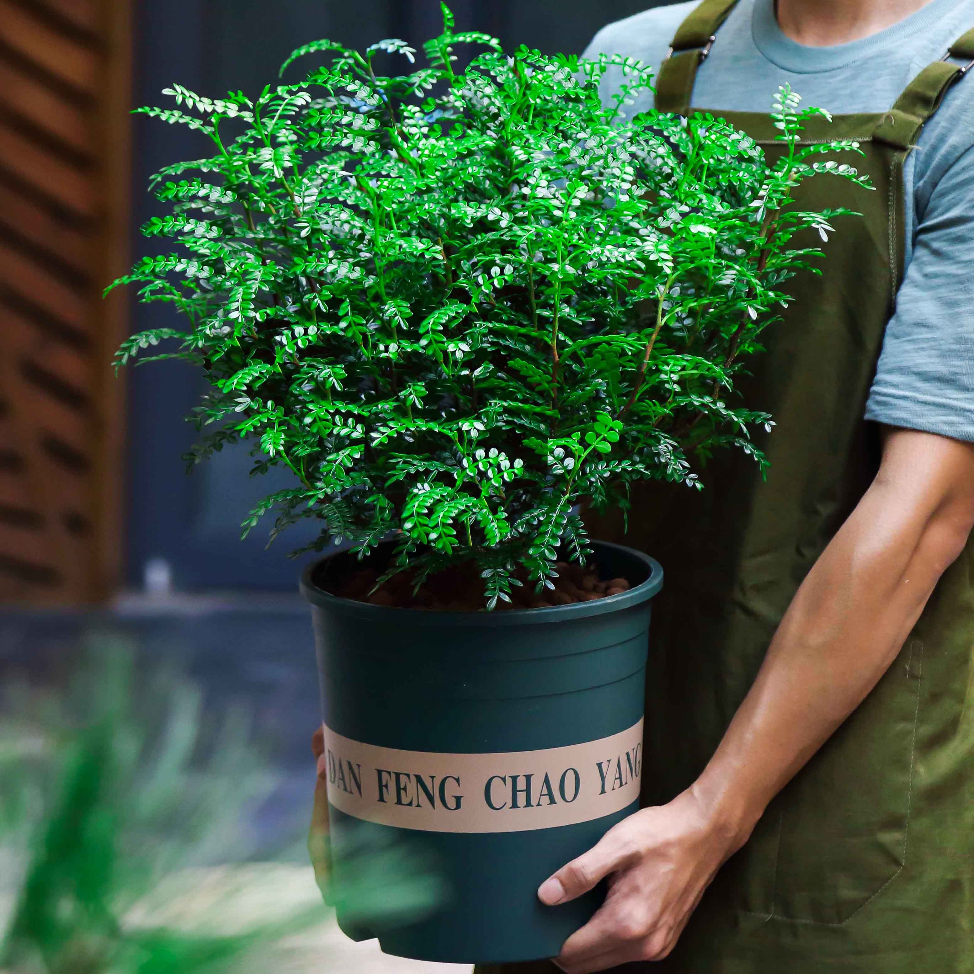精品（老桩）清香木50厘米以上胡椒木盆栽好养室内花卉四季常青
