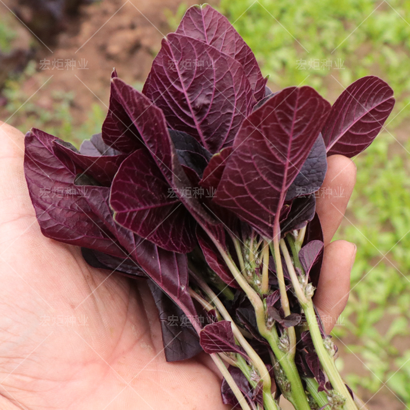 宏炬苋菜籽红苋菜苋菜种籽苋菜种子四季播高产青菜种子蔬菜种籽