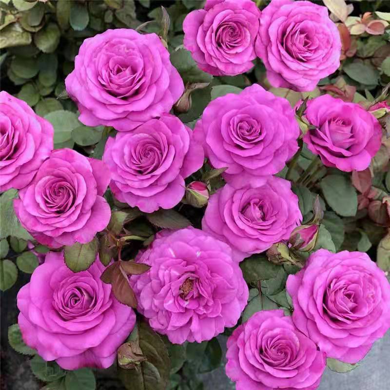 紫美人（雅奇花园）冥王星玫瑰月季盆栽多季开花可做切花丰花
