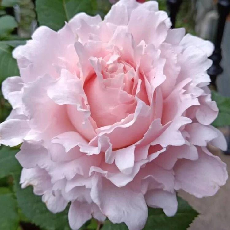 月季索菲罗莎月季花茶花稀有品种的超新品淡粉色多季开花大花
