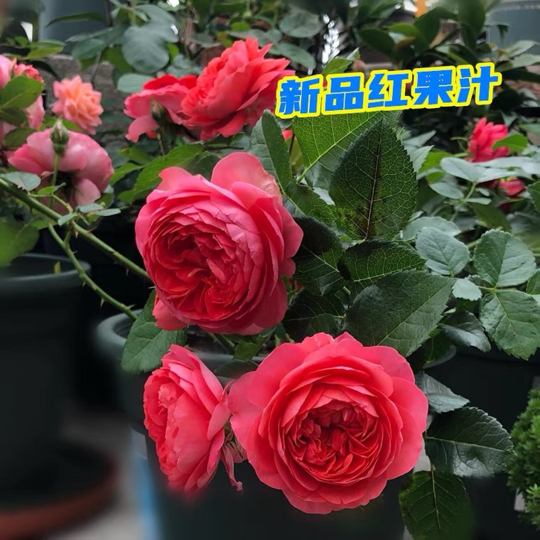 红色果汁阳台月季花苗开红玫瑰花香奈儿室内阳台四季盆栽花卉植物