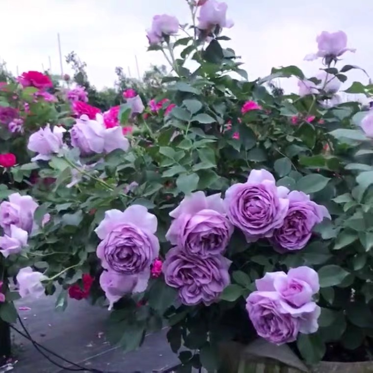 洛瓦丽丝月季花多季开花