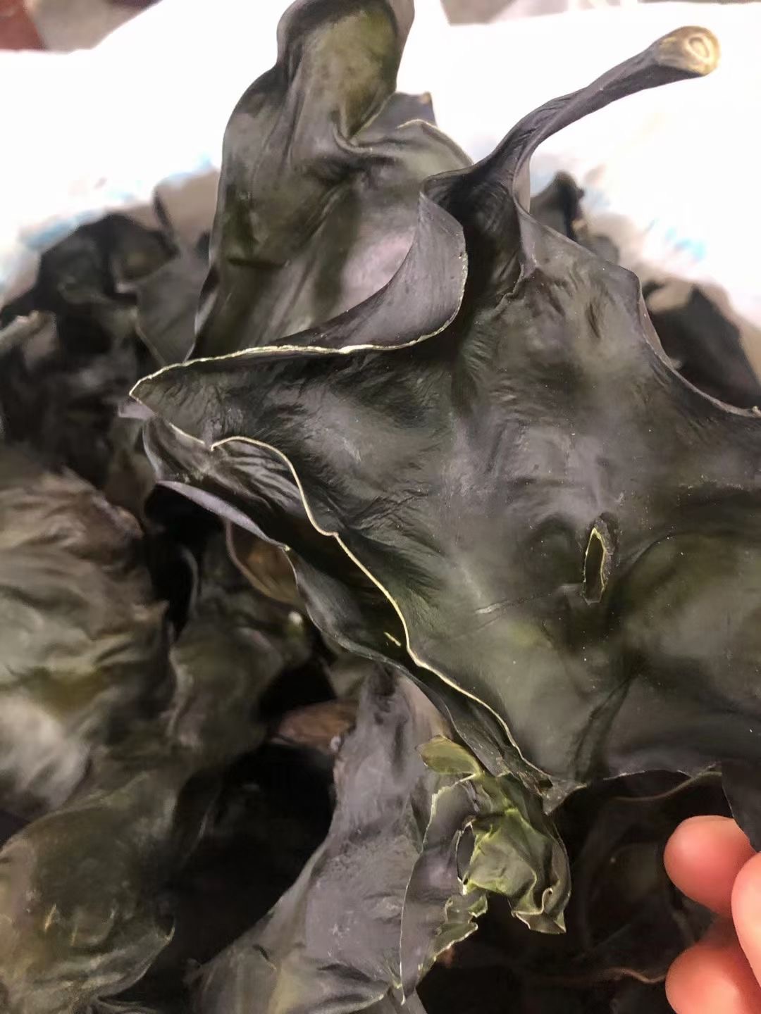 南澳海带头250g-500g包邮