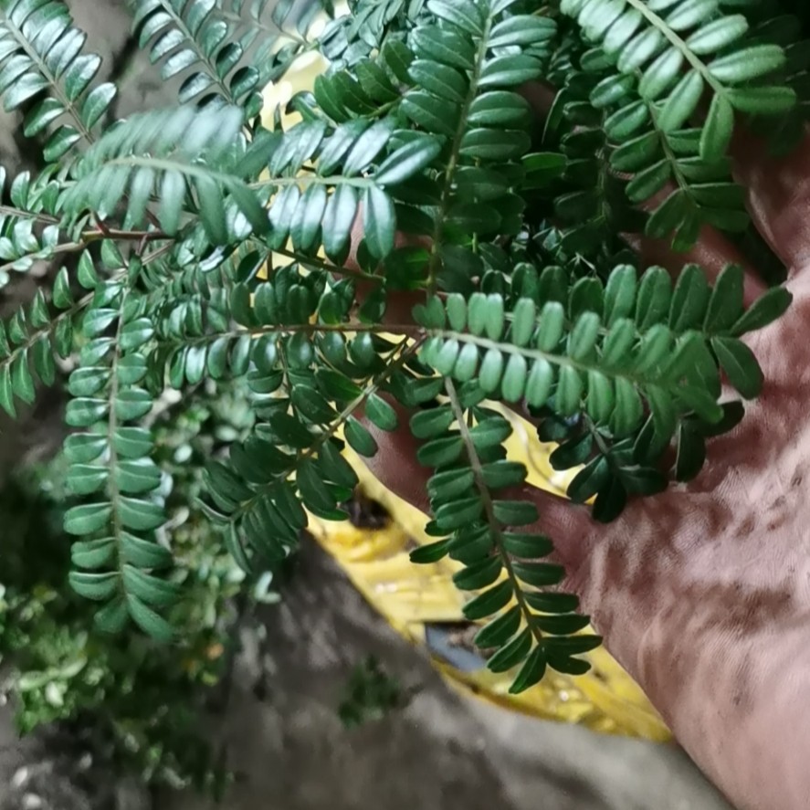 清香木老树叶片美观