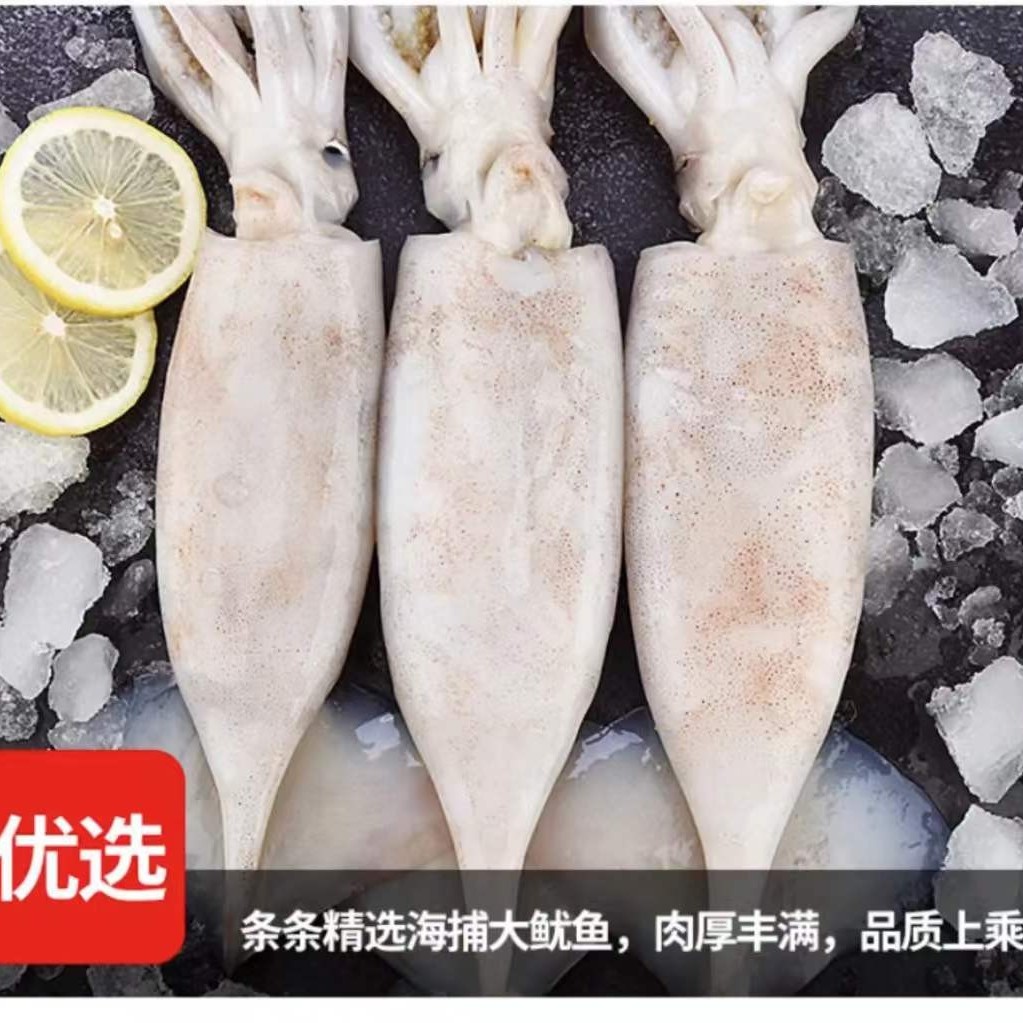 【大奇推荐】连云港发货 原浆大鱿鱼 5斤装