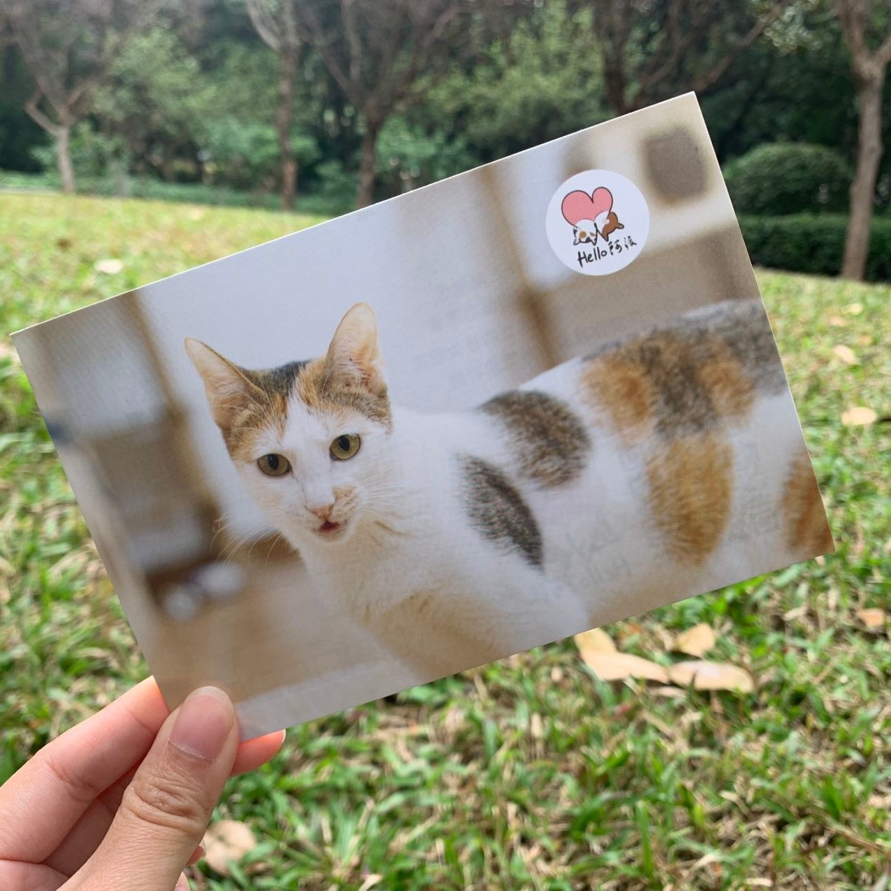 小动物明信片周边