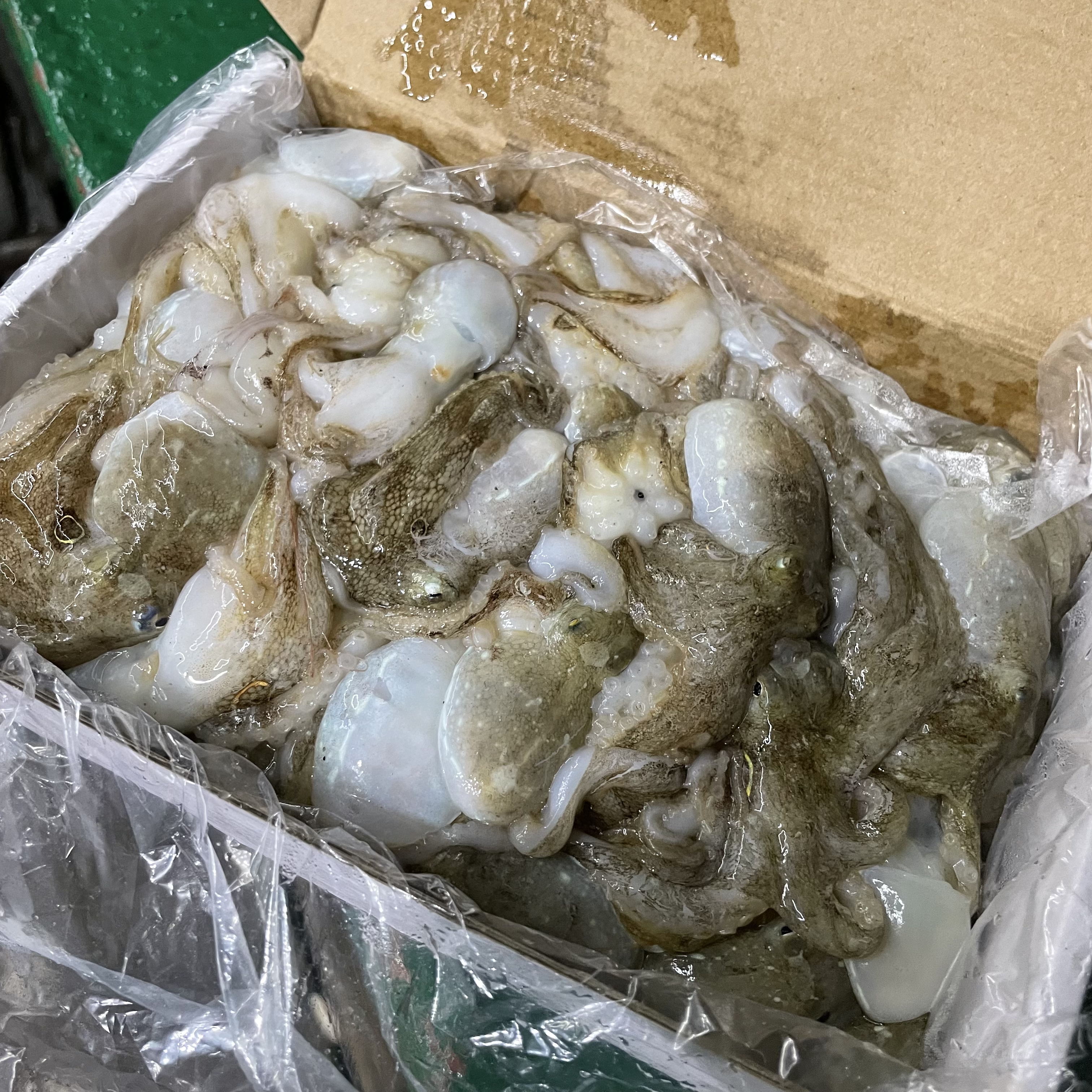 【8.29新到】彬哥Bingo东海小章鱼小八爪鱼船冻小爆头一口章1000g