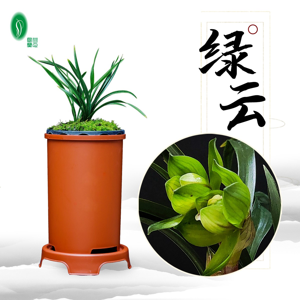 绿云 春兰皇后荷瓣 浓香型矮种奇花 花卉绿植盆景自己种养