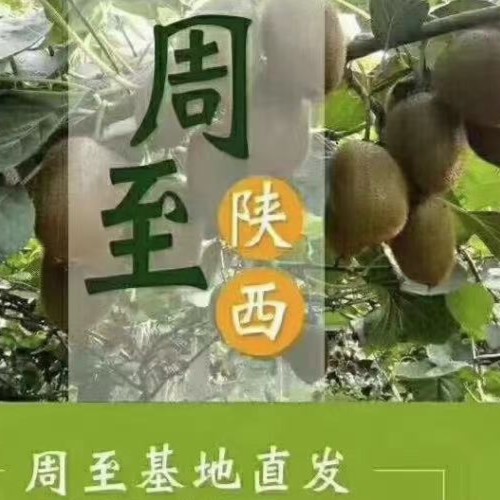 陕西周至翠香猕猴桃新鲜应季水果2斤5斤香甜现摘纯甜果园成熟产地