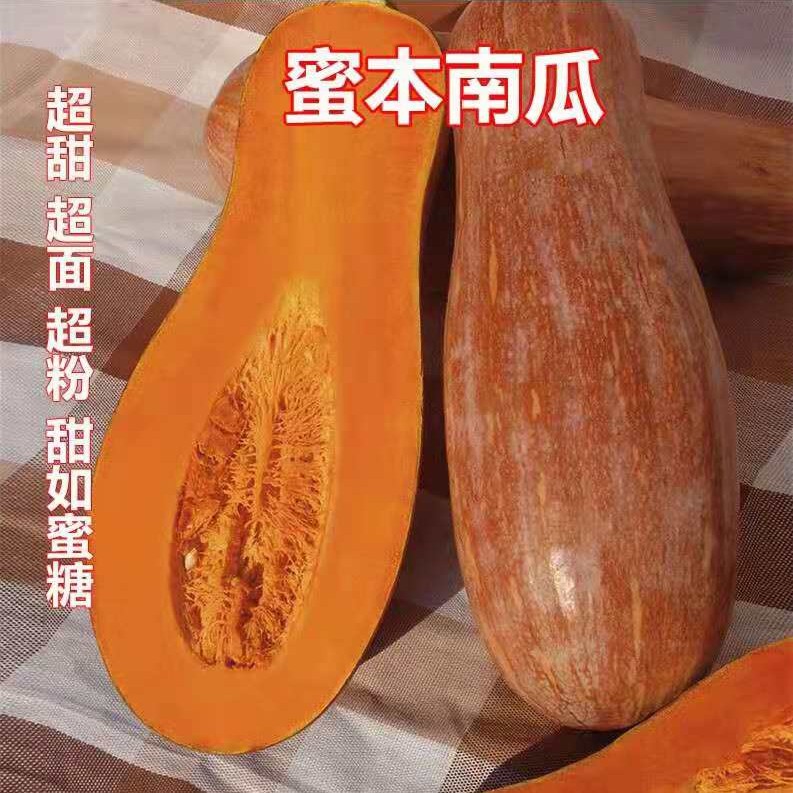 密本南瓜种子食用香甜早熟苗蔬菜籽甜面南瓜种籽春播夏秋四季播种