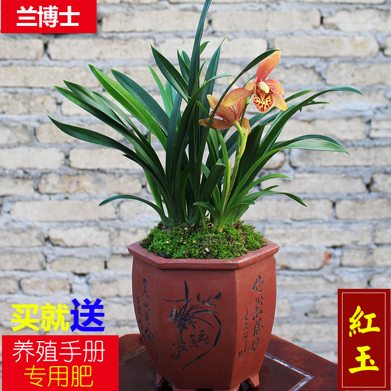 兰花【红玉】墨兰矮种盆栽室内观花绿植办公室桌面兰花苗兰草植物