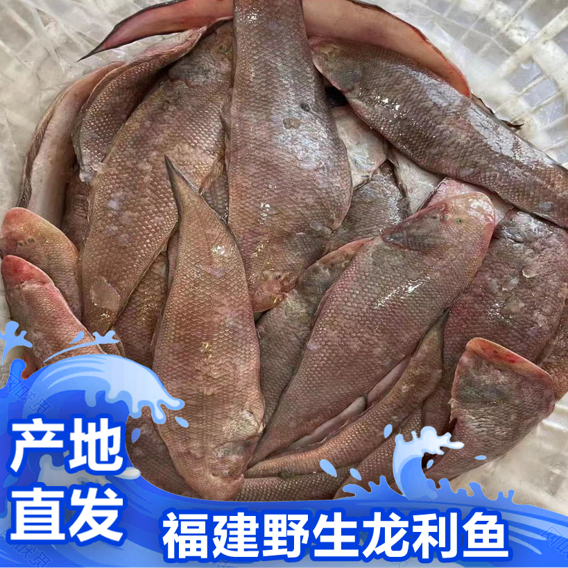 福建啊三海鲜【野生龙利鱼/塔西】新鲜寄顺丰