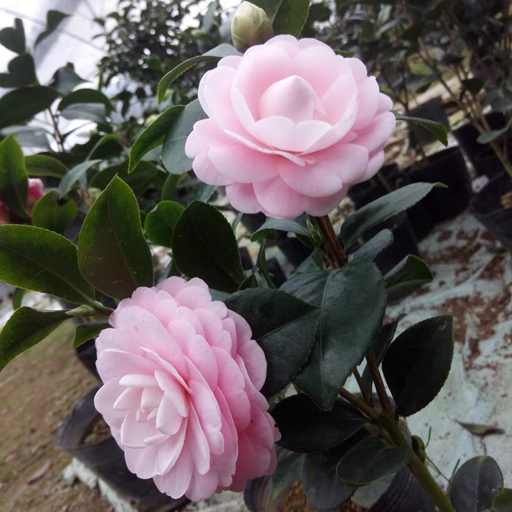 宫粉小桃红纯粉色文瓣花型山茶苗福建龙岩产地直销对版发货庭院