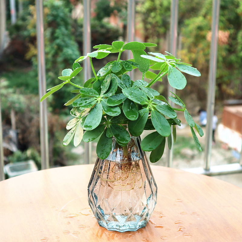水培植物鸭脚木盆栽办公室内水养花卉绿植四季常青七叶莲招财树