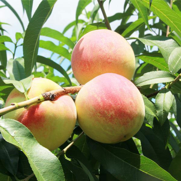 云苗库湖景蜜露水蜜桃容器苗单株可挂果可地栽盆栽放心对版苗