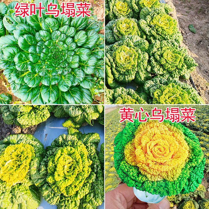 乌塌菜种子中八叶种籽四季播耐寒青菜籽菊花菜阳台盆栽蔬菜种子
