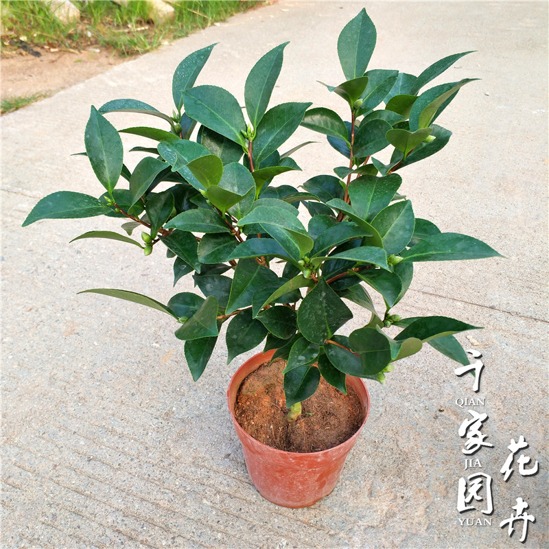 红玉茶花苗盆栽山茶花带花苞罕见品种植物绿植花卉阳台室内庭院