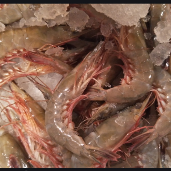 福州本港天然海捕 滑皮虾 剑虾 (有大有小)